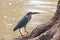 Closeup of a Squacco Heron perched on the base of a tree next to a lake with a fish in it`s mouth, South Luangwa