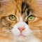 Closeup square portrait of Calico cat