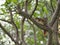 Closeup Squirrel on the Frangipani tree Plumeria