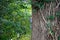 Closeup of a squirrel perched on a tree in a lush green forest