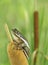 Closeup of a Squirrel Treefrog on a Cattail at the Edge of a Mar