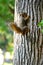 Closeup of a squirrel on a trunk of a tall tree