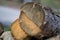 Closeup of a stack of tree lumber under the sunlight with a blurry background