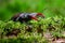 Closeup of a stag beetle on the grass under the sunlight with a blurry background
