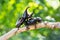 Closeup Stag beetle on tree