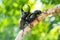 Closeup Stag beetle on tree