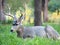 Closeup of a Stag Mule Deer Laying Down in a Field