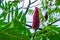 Closeup of a staghorn sumac with blooming flowers, tropical cashew plant specie from America