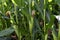 Closeup stalks of corn in farm field, tassels ears of corn
