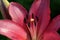 Closeup of the stamen of Deep Pink Lily in bloom