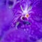 Closeup of the stamen of a purple orchid under the sunlight with a blurry background