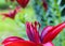 Closeup stamen on red Asiatic lily with bokeh background