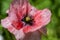 Closeup of stamen, stigma, filament of a blooming pink poppy flower...