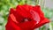 Closeup of stamen, stigma, filament of a blooming red poppy flower...