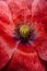 Closeup of stamen, stigma, filament of a blooming red poppy flower...
