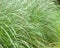  closeup of stand of Pampas Grass growing in east Texas