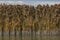 Closeup of a stand of phragmites at the edge of a pond