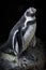 Closeup of a standing penguine