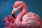 closeup of standing pink flamingo on blue background