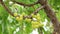 Closeup of Star gooseberry fruit, fresh star gooseberry growth on the branch tree in the garden.