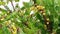 Closeup of Star gooseberry fruit, fresh star gooseberry growth on the branch tree in the garden.