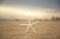 Closeup starfish on the beach and twilight sunset