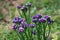 Closeup of Statice or Limonium sinuatum perennial plant with small short papery clusters of blue to purple with white open flowers