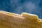 Closeup of a steaming organic corn cob with a piece of melting butter on top. Blue background.