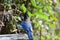 A closeup of steller`s jay perching on the fence.