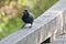 A closeup of steller`s jay perching on the fence.