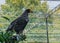 Closeup of a stellers sea eagle from the side, a big raptor from japan