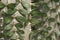 Closeup of Stem and Leaves of Madagascar Ocotillo, Alluaudia procera Succulent Plant