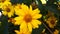 Closeup of stem with toothed leaves and flower of yellow Venus cultivar of Heliopsis helianthoides plant on blurred background