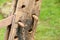 Closeup on stepladder of old style wood log hoist
