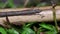 Closeup stick insect or Phasmids Phasmatodea or Phasmatoptera sitting on a wood.