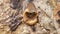 Closeup of stingless bee Trigona sp in the entrance of the nest. This insect produce high quality of honey, pollen, and propolis