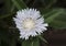 Closeup Stokesia Laevis Divinity flower