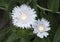 Closeup Stokesia Laevis Divinity flowers