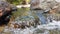 Closeup of a stone bathed by a creek creating a scenic little transparent waterfall.