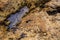 Closeup stone with puddle from atlantic coastline