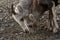 Closeup of Stone Sheep ewe with lamb, searching for minerals in the gravel, northern British Columbia