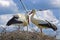 Closeup of stork couple in nest, blue sky and wind turbines background - sustainable nature friendly clean power supply concept