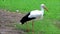 Closeup stork walking