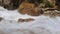 closeup stormy foamy mountain stream flows among stones