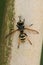 Closeup on a strange Thick headed fly, the Yellow-legged Beegrabber , Conops flavipes