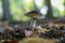 Closeup of straw-colored fiber head mushroom (Inocybe rimosa) growing under the sunlight