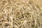 Closeup of straw after harvesting wheat