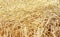 Closeup of straw texture