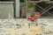 Closeup strawberries in the shopping trolley. Cart carrying the strawberry with blurred landscape of construction site in