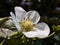 Closeup of a strawberry flower. Fragaria ananassa.